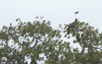 Wahlberg’s Eagles – Intra-African migrants that breed in the Kruger
